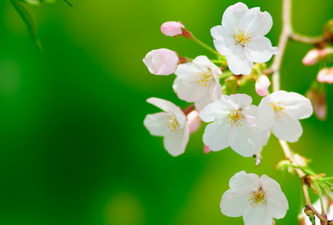 桜1