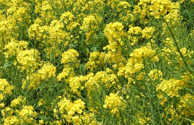 菜の花⑤