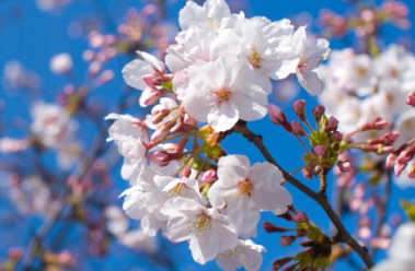 桜④