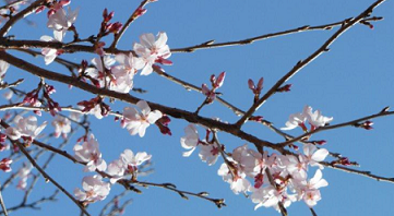 桜①