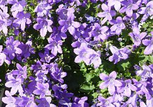 5月花④
