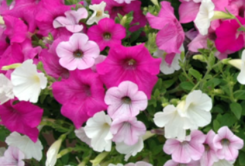 5月花②
