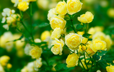 薔薇①