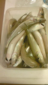 10/10釣果