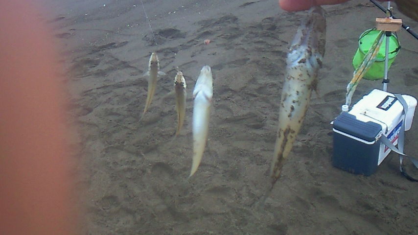4連の2