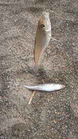 21cm+20cmのダブル