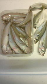 7-8釣果