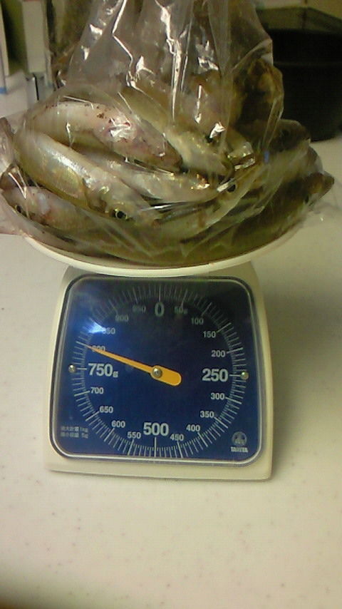 11−9釣果