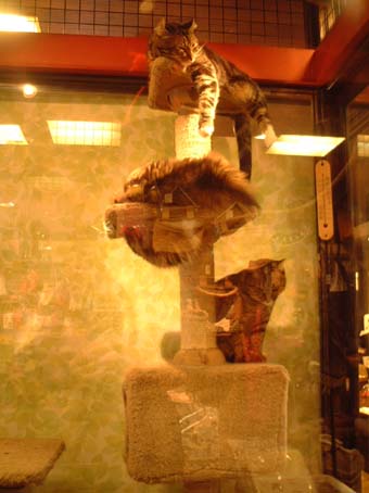 美観地区 猫屋敷 小さい魔女