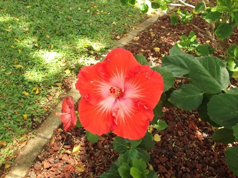 hawaii 054