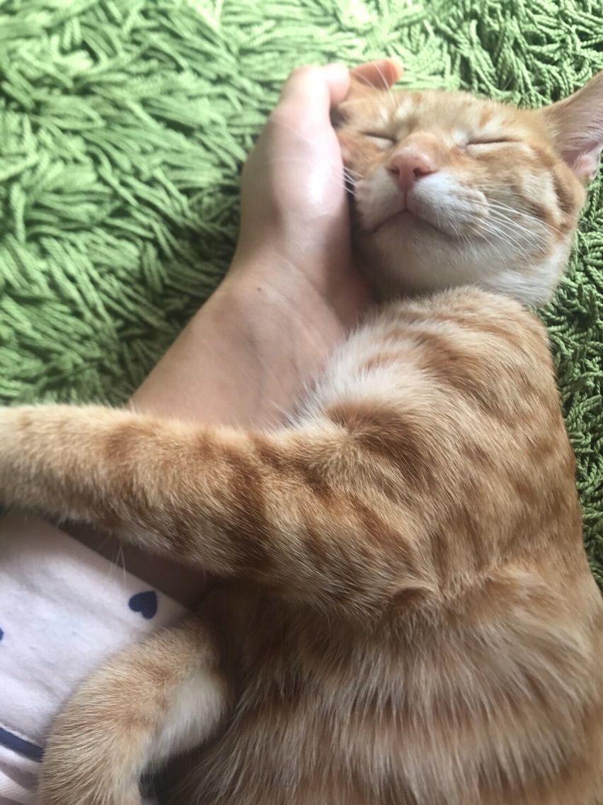 猫の癒し画像を、お楽しみください。