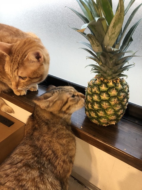 c3IAoHVOR%erlVcXapoYww