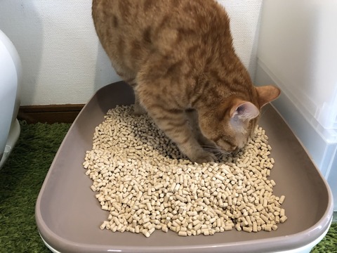 lIDFAj00RMawyzut7ibUSw