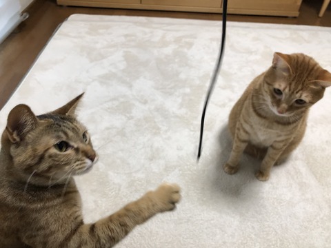 OClke6C0QIqgdLGsHb6TeQ