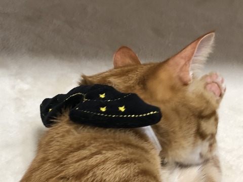 bCZaCFCLQWuw8V4IWvSVrw