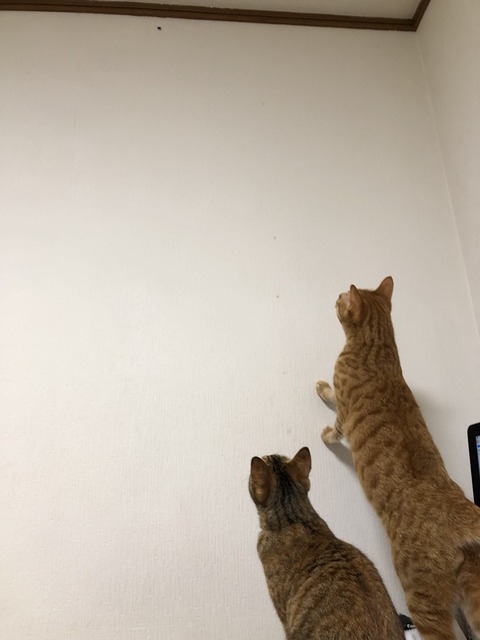 lDlarG4zSD+rWl3J2+Ehyg