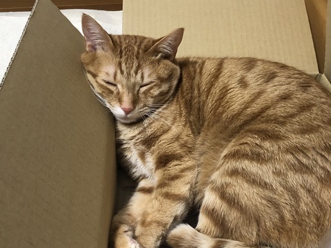 o2fhPLsDRcCKibbwZz4MJw