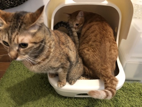 YCzsN+00S72RJLHt6sD6Gg