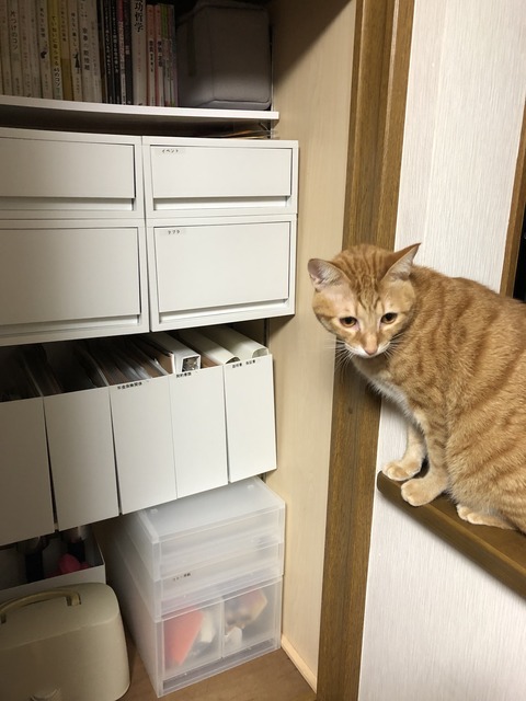 nXsCuDrMQ6+s0IDTQwdFBg