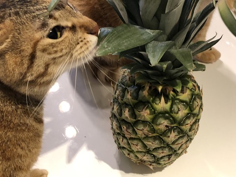 GQCOpPO9T0mlfpmu3NOSDQ