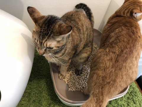 bhonSWGcSv2YTgWtEbb2wQ