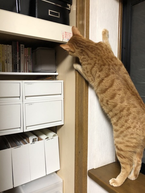 XBlHa3tGRT6NVab+QfPGAg