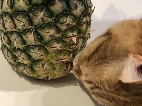 lwVS1V8nRci9XDtlOqTVSg