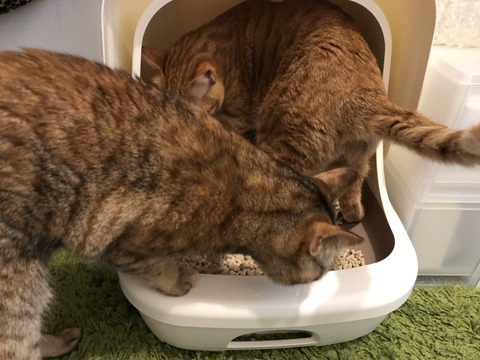 8Ph9JrEXSGOR71cVNIRL9Q