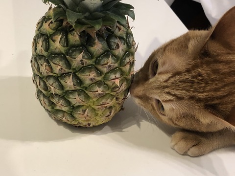 V1yW2N9iTZSkEZzIxMQ37A