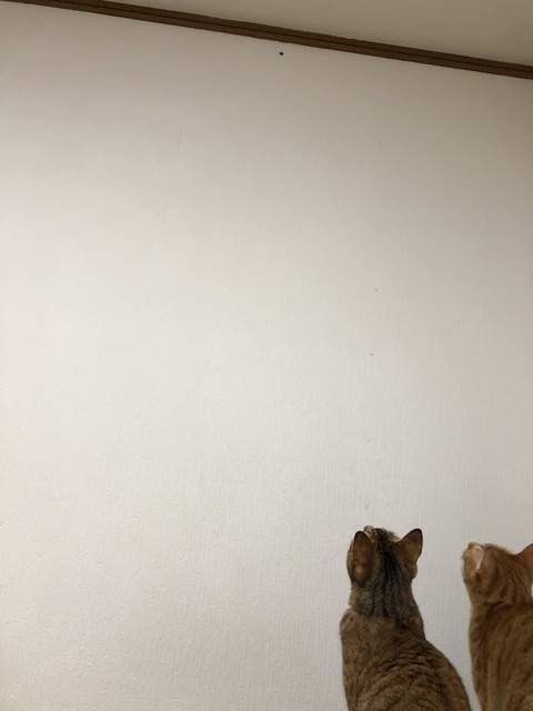 EYVXrFOjTLC9Ab6LkvbJaw