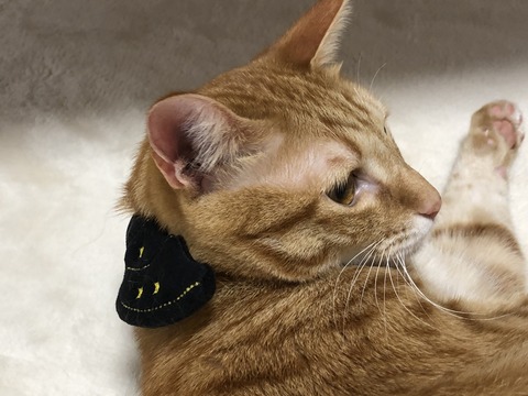 +B9ohg4KQZeJbhlmkIwZaQ