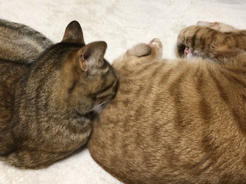 uezfTRrPQk2CuXYw9G95dg