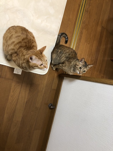 LmrwRMheQqmtXaIGfo9J7g