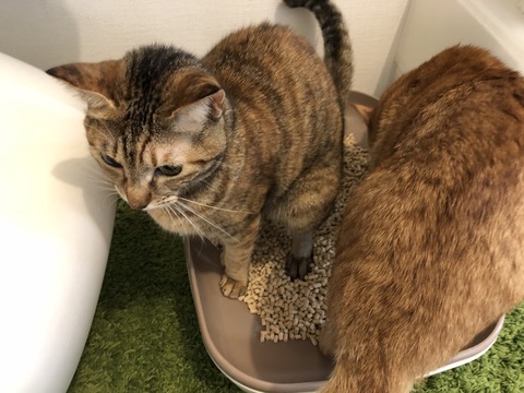 YEHvNgUtTIyhaP4soNq3pA