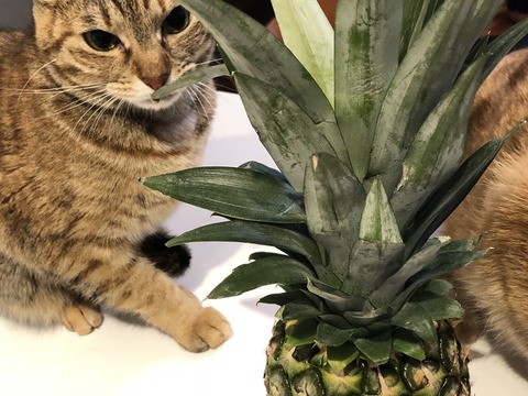 y17bOIlLRt2TMz1BSoURQg