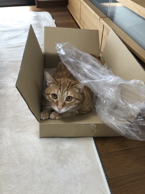 +zD4ve7gTwihRKDhvp+eBA