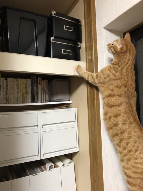 Q2iLxD44RRKcrsPSKt1ovg