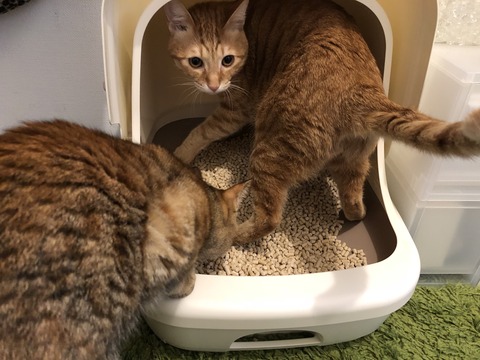 yT7Z3xPYSJGC+wFgV6Q5AQ