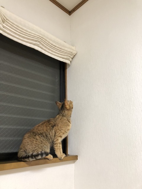 P7QfL8dlTMSW537PfWU3lA