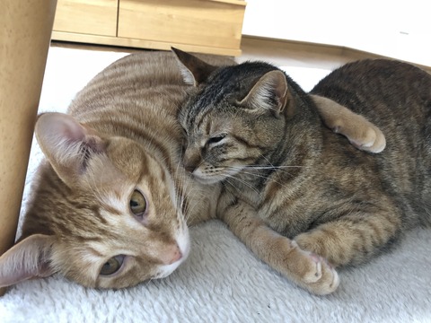 p9y6Du+4SOWoaZvieVy40w