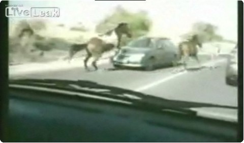 馬 対 自動車 馬 対 自動車