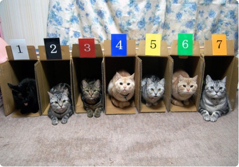 猫ゲートイン 猫ゲートイン