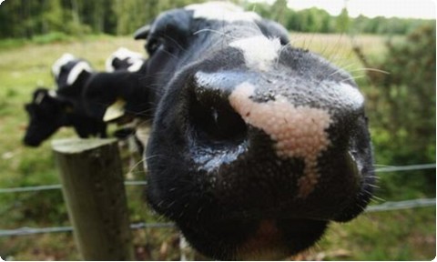 cow-manure_skijX_69.jpg cow-manure_skijX_69.jpg