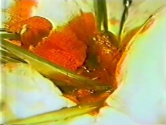 9b51916b-s