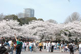 sakura20070401.jpg