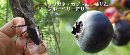 top_image1-610x259