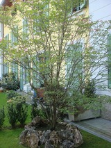 Cornusの木