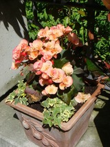 Begonia