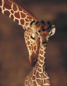 動物のロリ画像-050