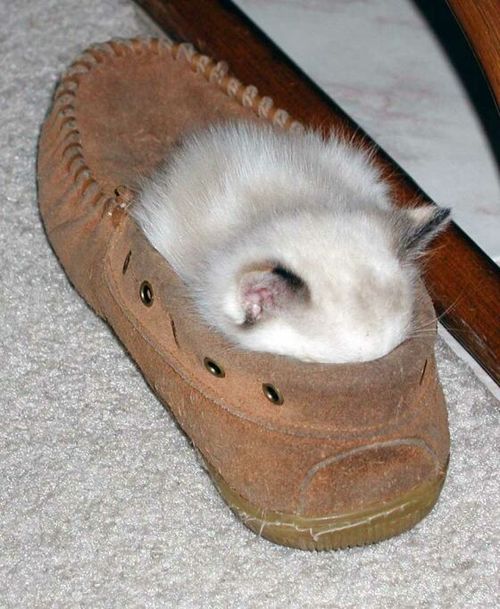 動物のロリ画像-010_3